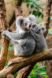5 animales característicos de Australia - Koala