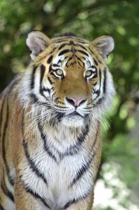 Qué fauna predomina en el bosque subtropical