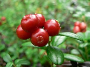 5 plantas y árboles característicos de la tundra - Lingonberry