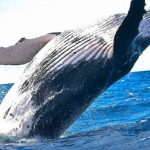 5 animales característicos del océano Antártico - Ballena azul