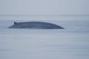 Cómo se reproducen las ballenas azules