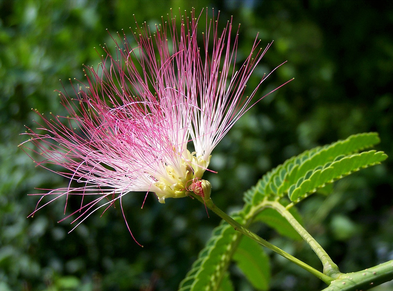 Flora y Fauna de la Sabana: [Características y Ejemplos]