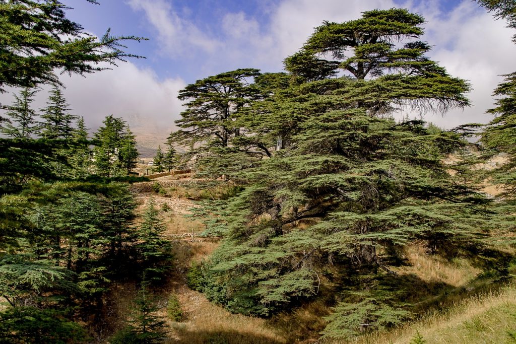 Clima Templado Subhúmedo: [Características, Flora, Fauna y Adaptabilidad]