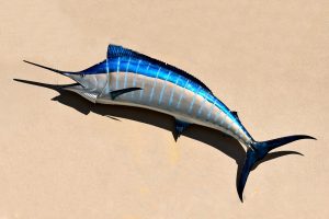 5 animales característicos del océano Índico - Pez aguja azul