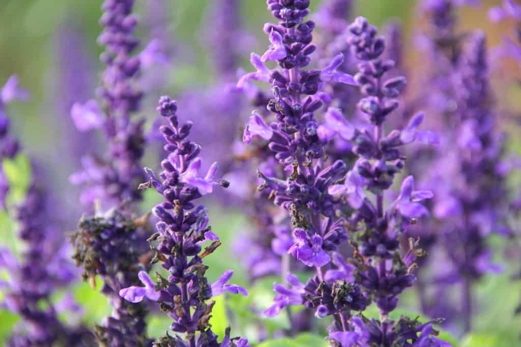 Cuáles son las plantas aromáticas más famosas