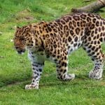 Animales en peligro de extinción leopardo de amur