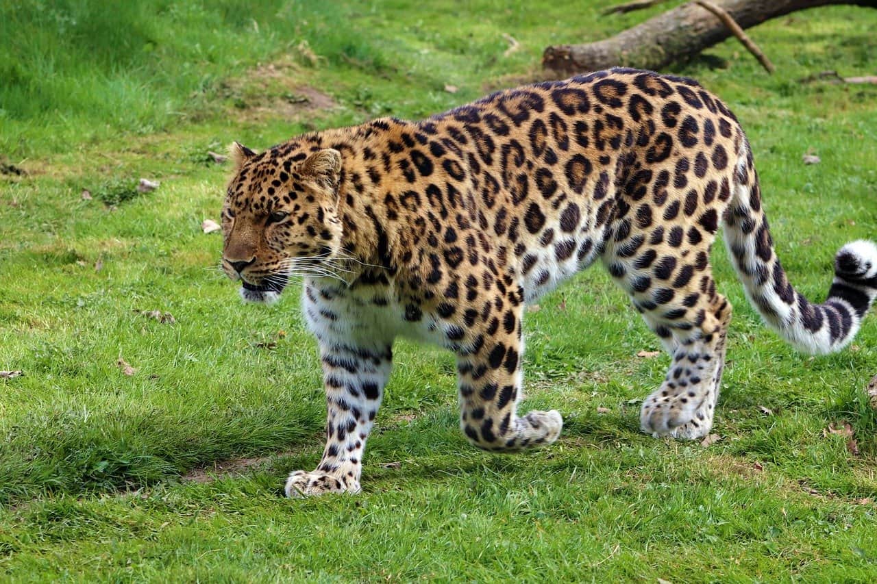 Animales en peligro de extinción leopardo de amur