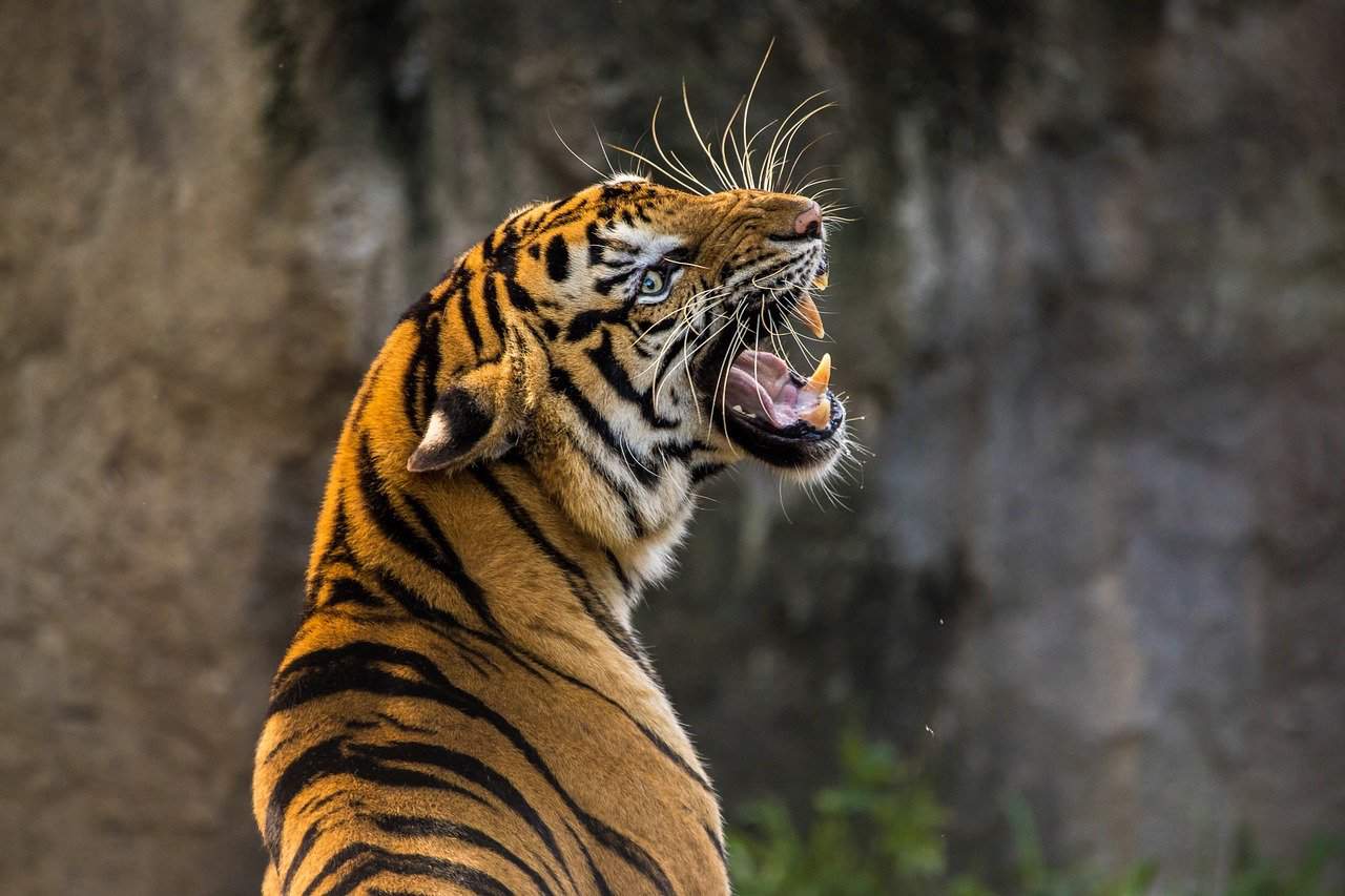 Tigre de Sunda