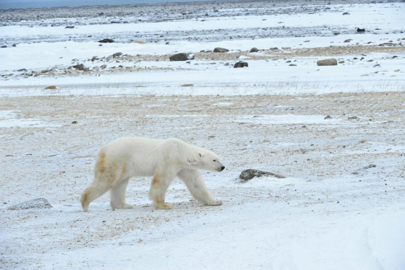 Cómo es la fauna en el desierto Ártico