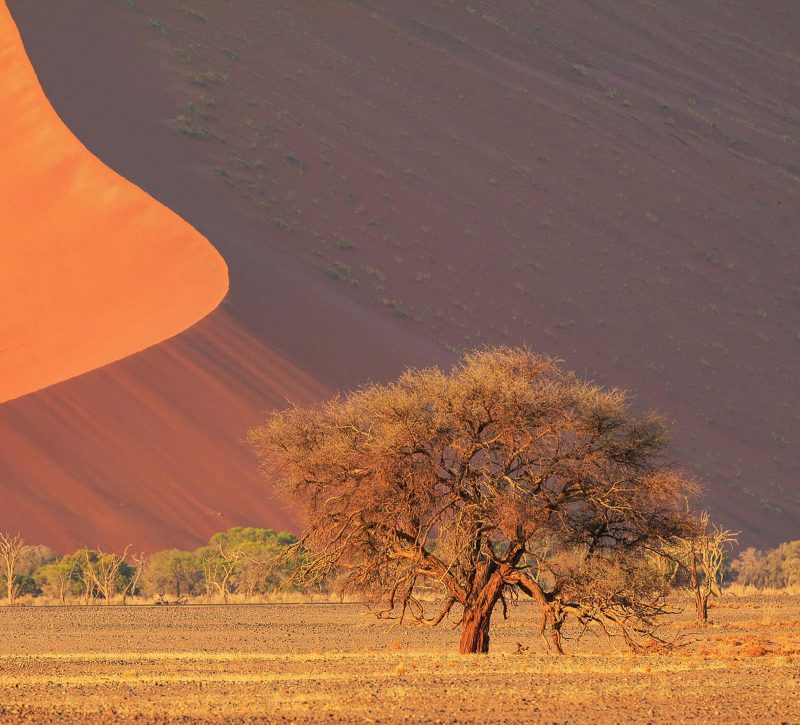 Qué flora podemos encontrar en el desierto de Namib